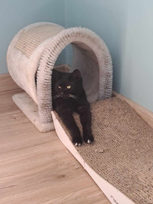 Bunia szuka odpowiedzialnego domu