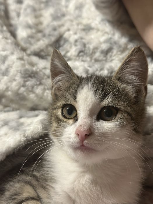 Котёнок в добрые руки!