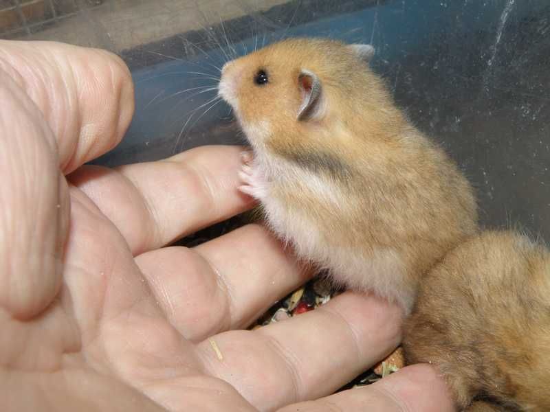 Chomiki syryjskie z 10.11.2025r - Wrocław