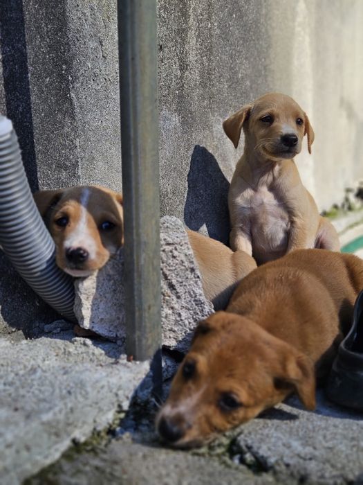 Doa se cães para adoção responsavel
