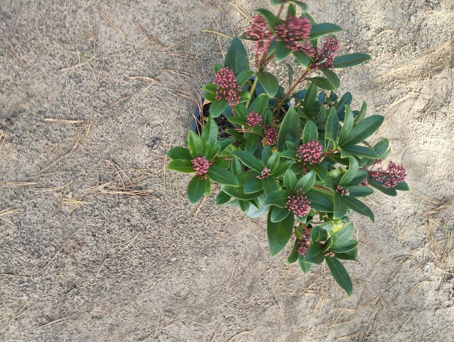Skimia japońska+hedera helix