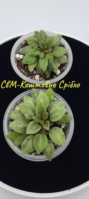 Фіалки химери листові