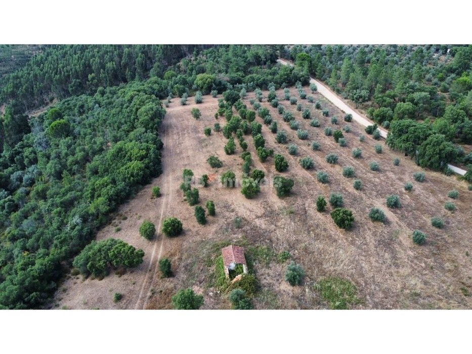 Terreno com 6 hectares, perto de Constância.