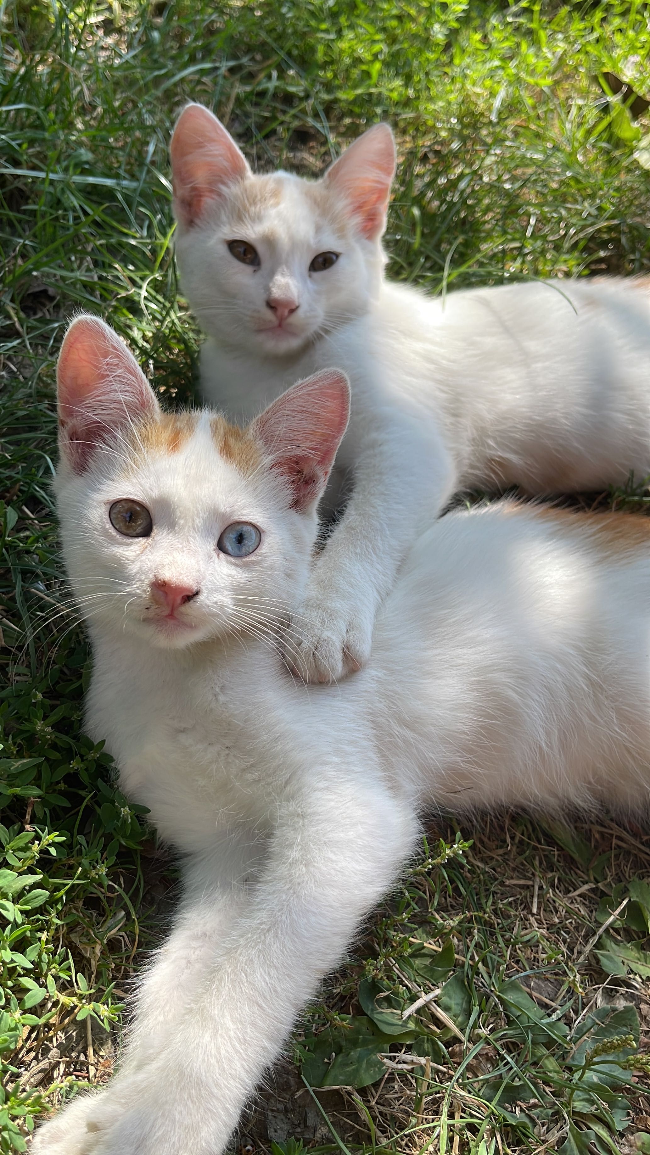 Кошенята, котики, біле кошеня, пухнасте, риже кошеня