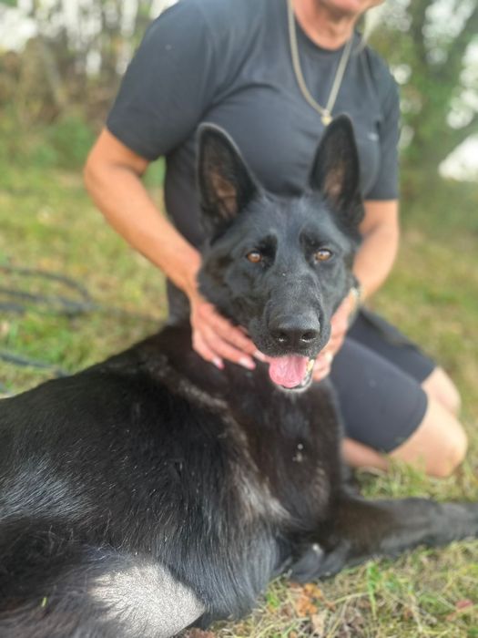 Szachar szuka swojego miejsca na ziemi