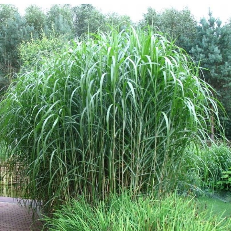 Miskant olbrzymi bambus trawa