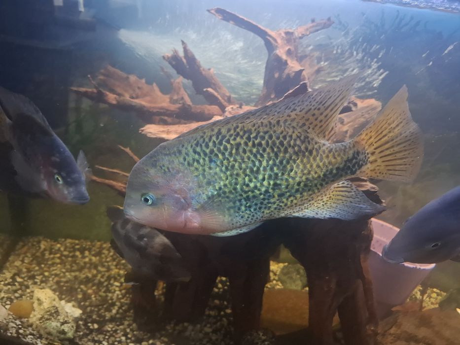 Pielegnice wielobarwne