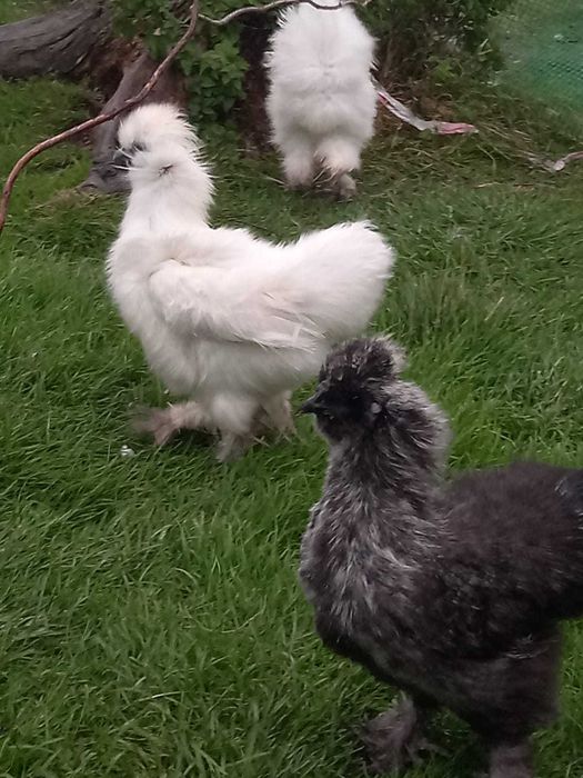 sprzedam koguty silki