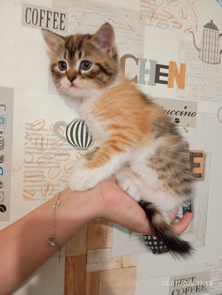 Отдам котят вислоухой кошки