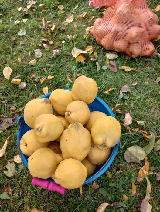 Pigwa gruszkowa i jabłkowa. Ekologiczne.