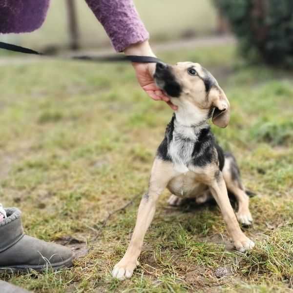 Rodzeństwo czaka na adopcję.