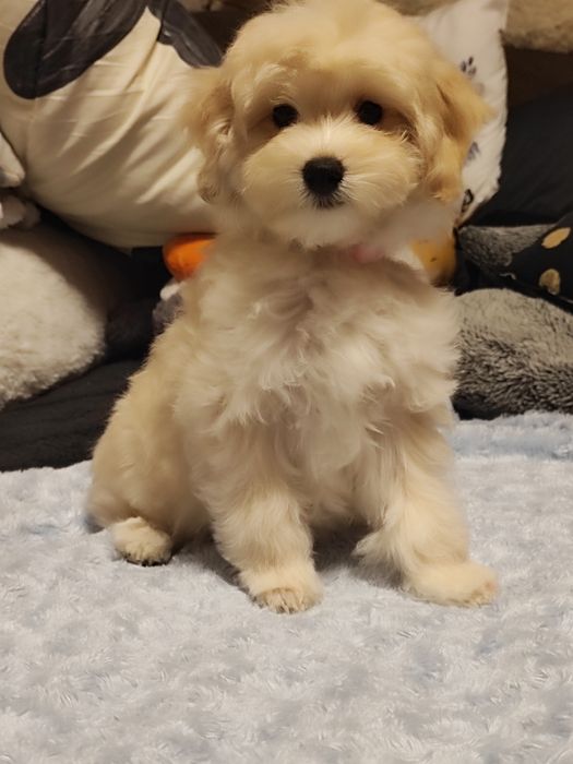 Super suczka Maltipoo