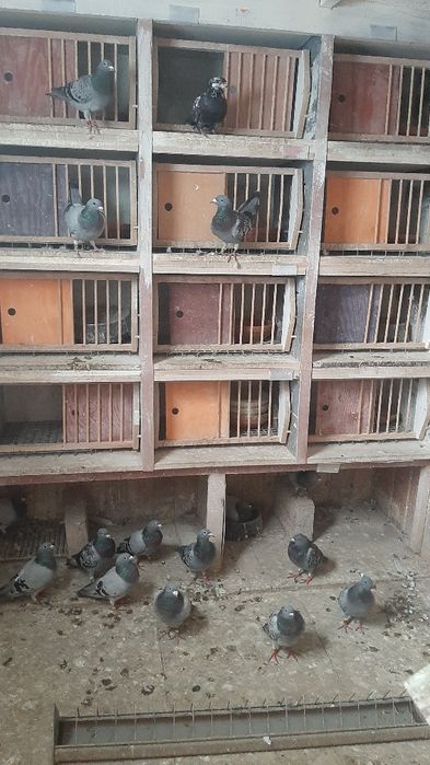 Gołębie pocztowe sprzedam