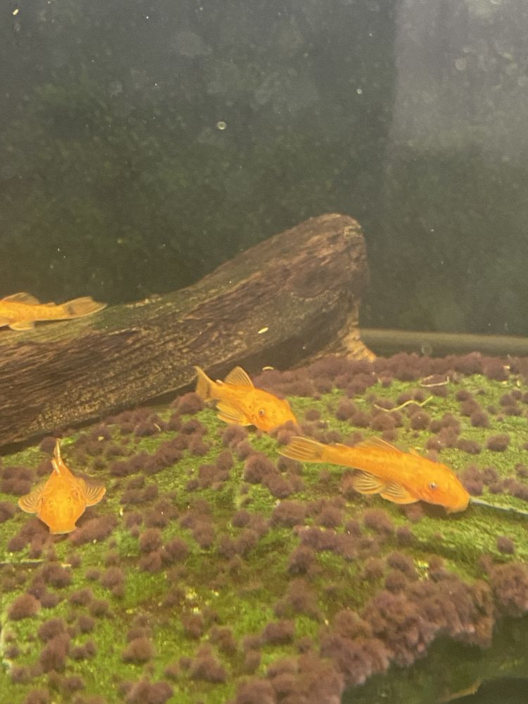 Zbrojnik, Ancistrus Red- glonojad, rezerwacja