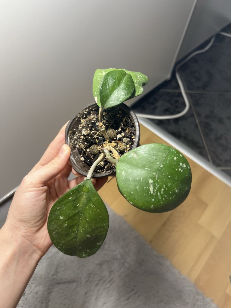 Hoja hoya obowata silver splash