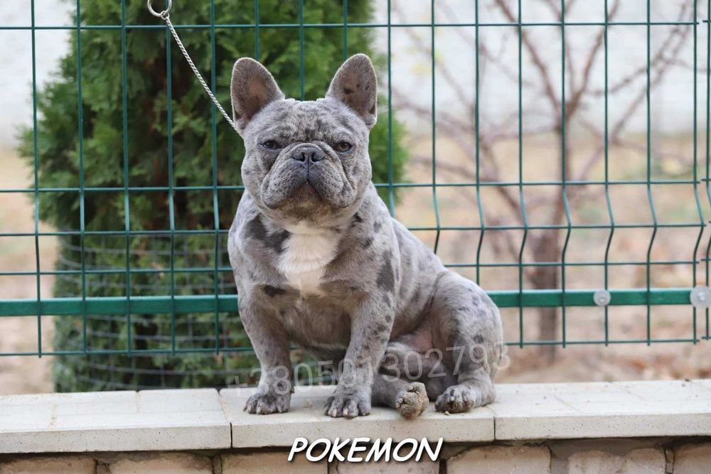 Голубий мерлє француз на в'язку