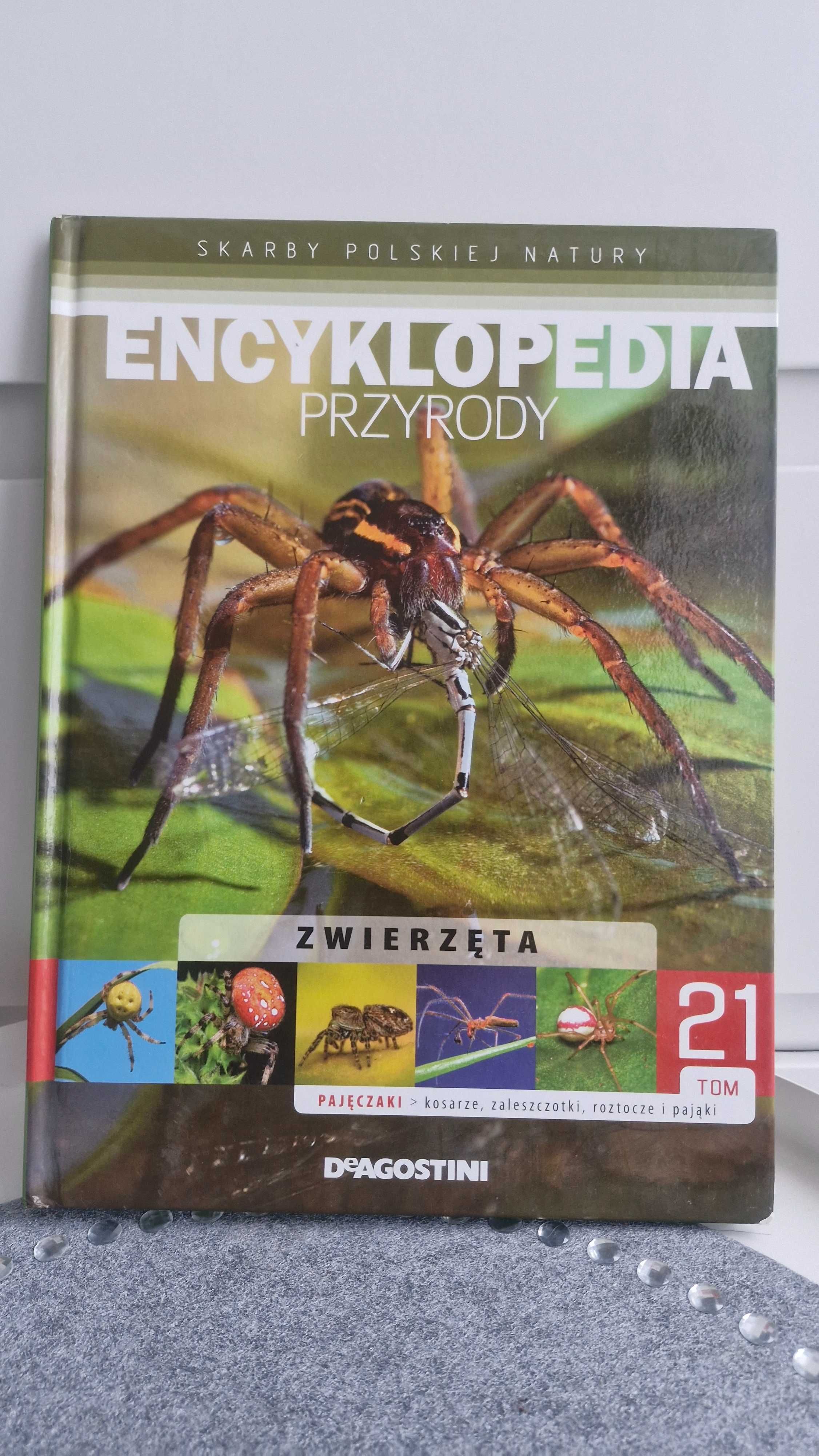 Encyklopedia przyrody pajęczaki