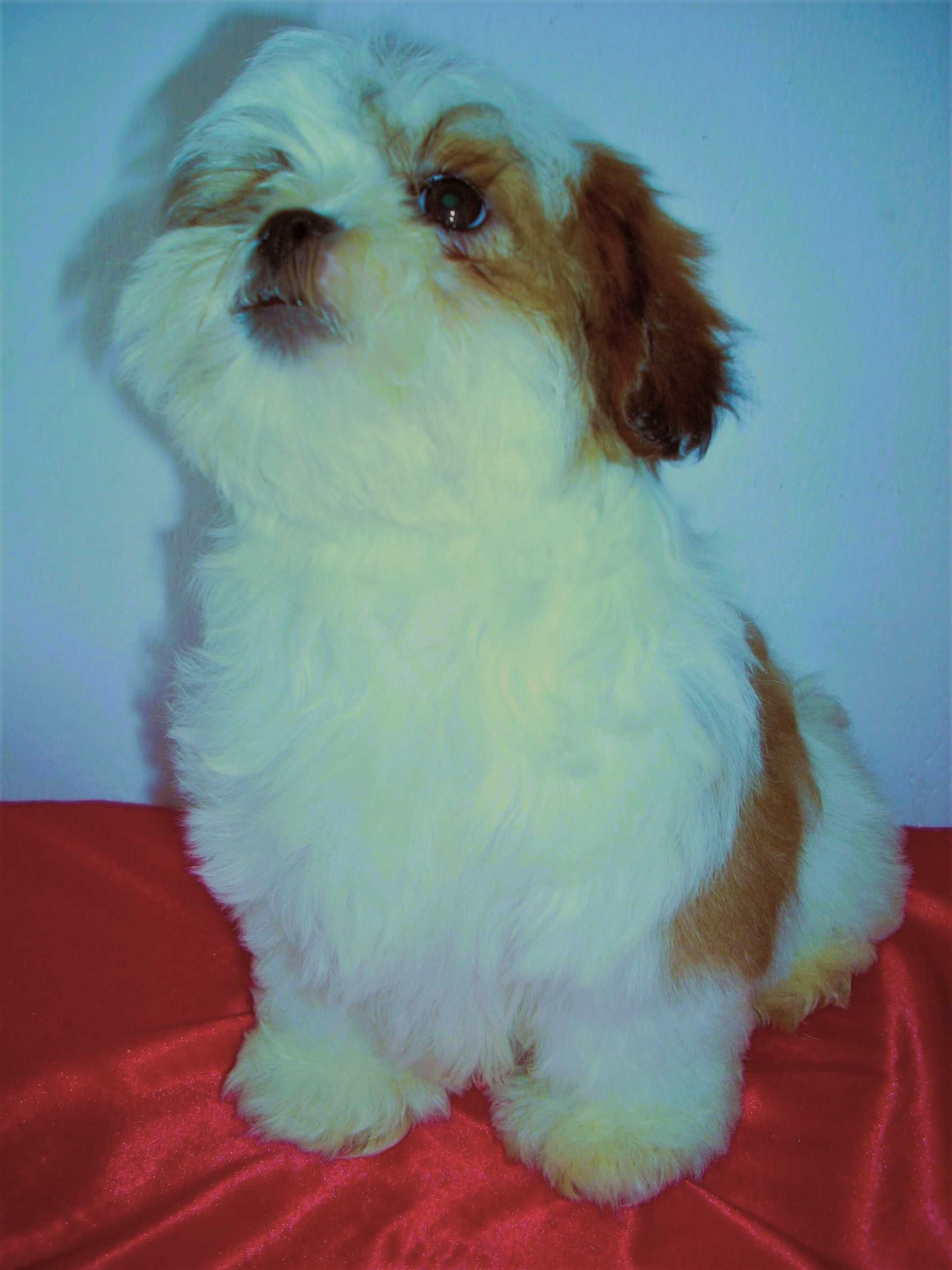 shih tzu, Shitsu piekny, odchowany piesek 2x zaszczepiony. okazja