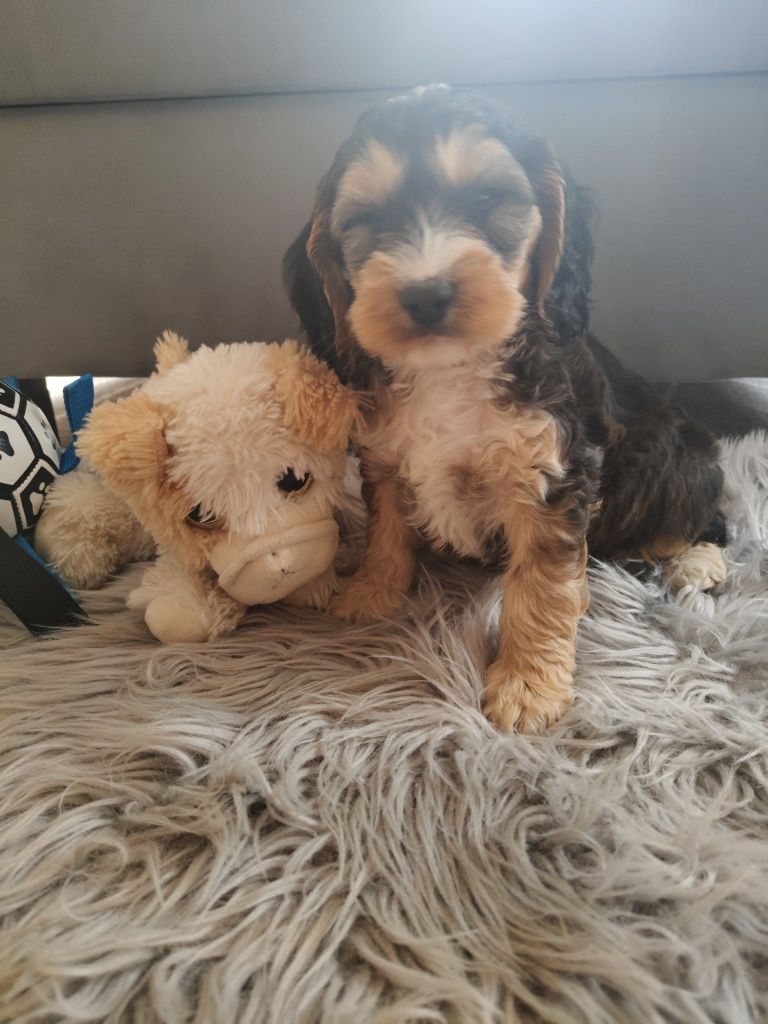 Cockapoo F1  pudel miniaturowy plus Cocker spaniel angielski