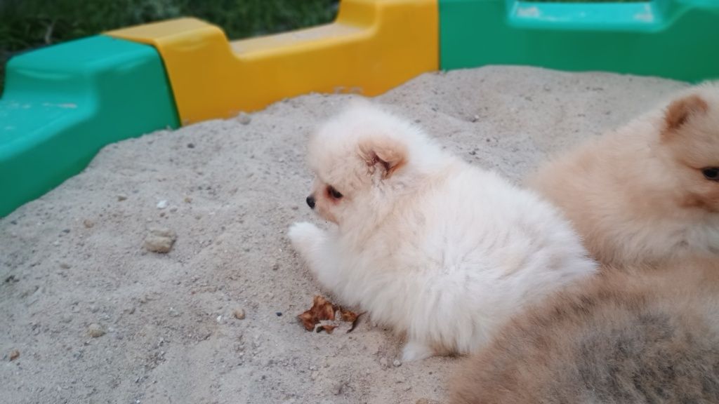 Szpic miniaturowy pomeranin