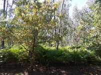 Bouça - Terreno Florestal em Friastelas
