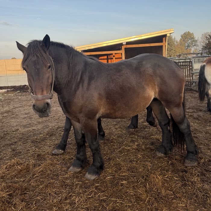 Klacz zimnokrwista w typie sztumskim, sztum
