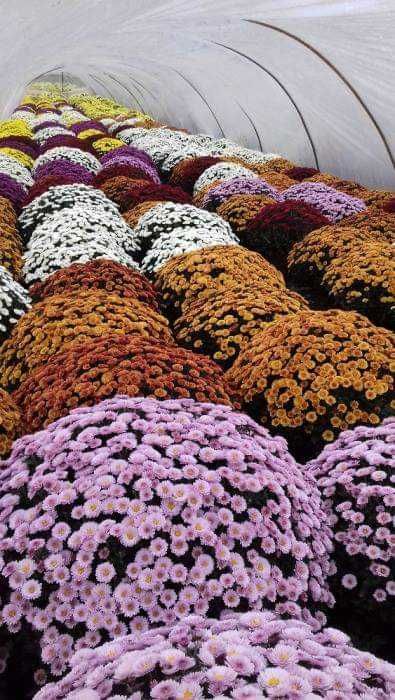 Sprzedam Chryzantemy Drobnokwiatowe doniczkowe