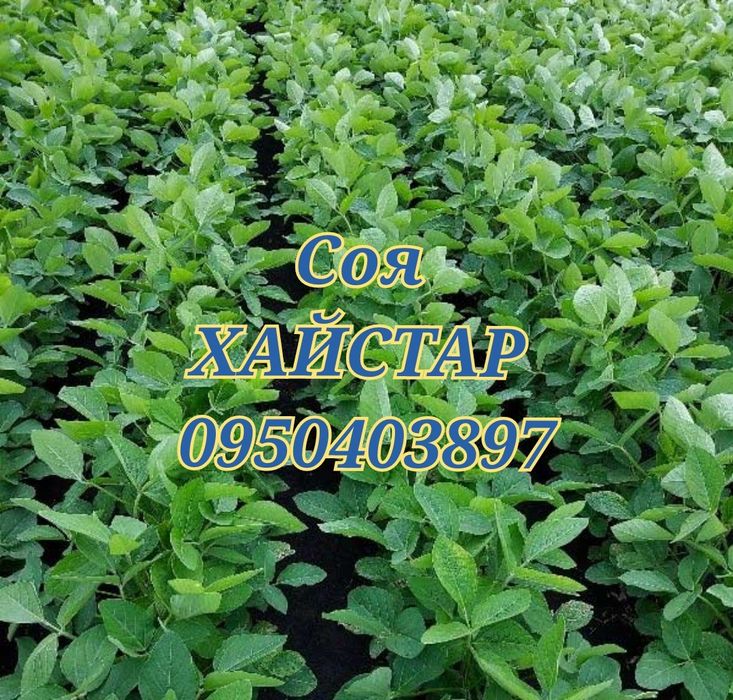 Посевная соя Хайстар