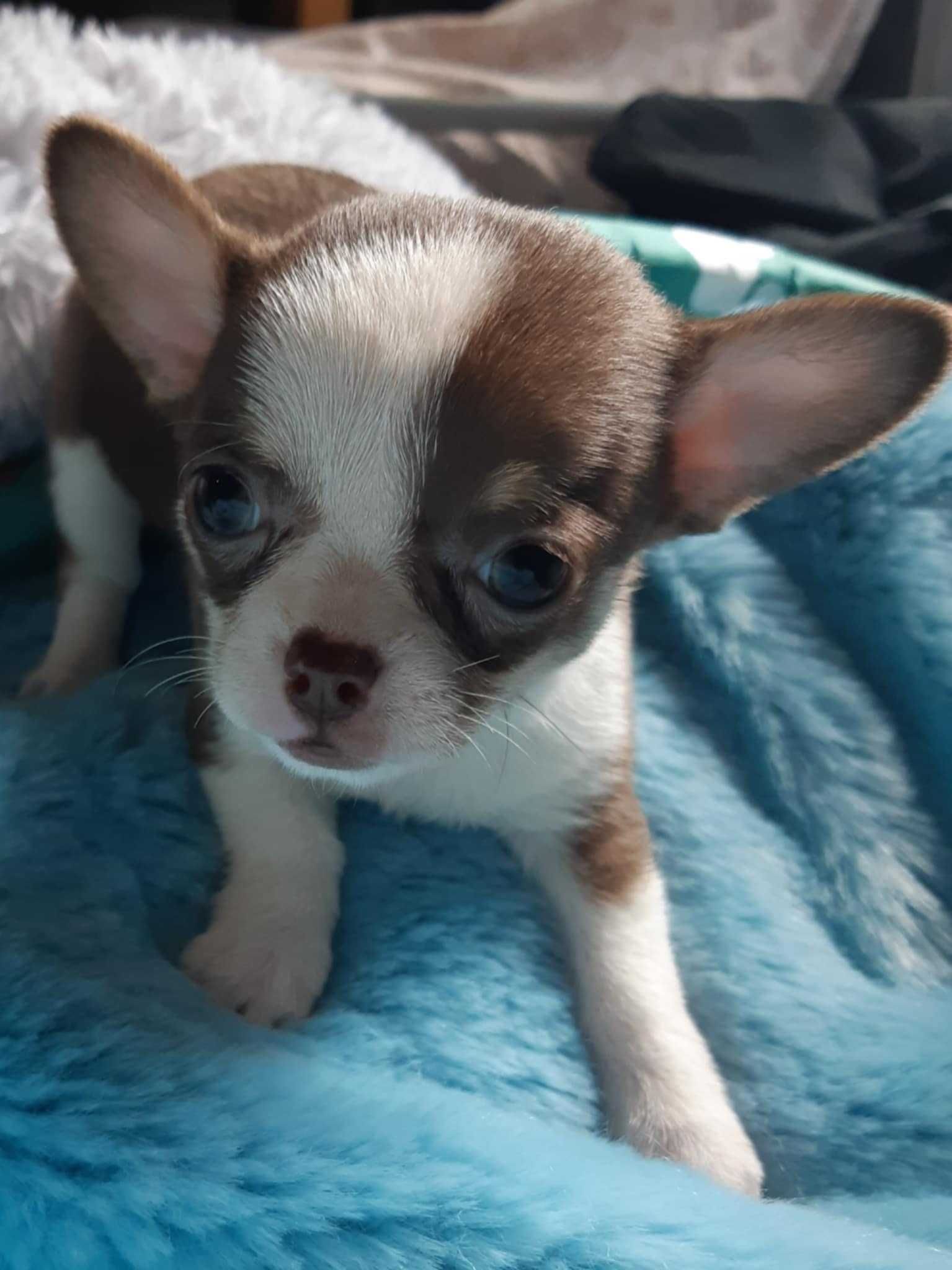 Suczka chihuahua krótkowłosa z badaniem głowy i serca