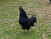 Ayam cemani jaja
