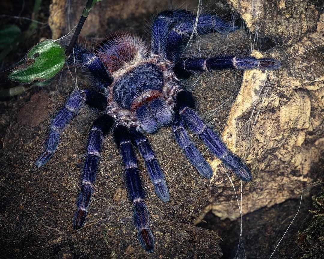 Pterinopelma sazimai  малыши паука птицееда для новичков