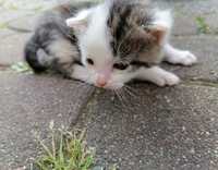 Mały kot szuka domu