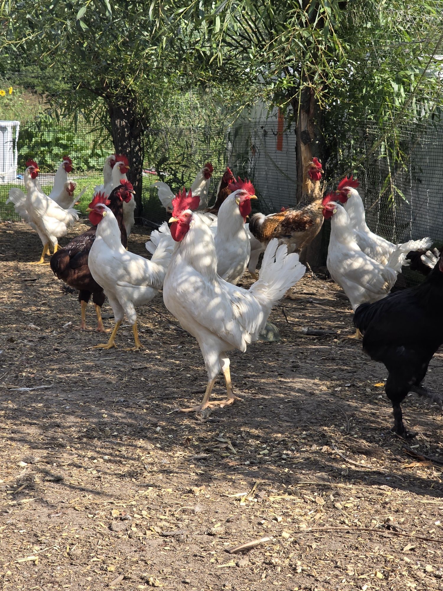 Kogut, koguty silka splash, leghorn, karmazyn