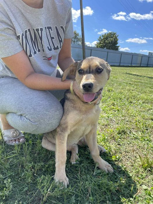 Gloria I  Prada szczeniaczki do adopcji