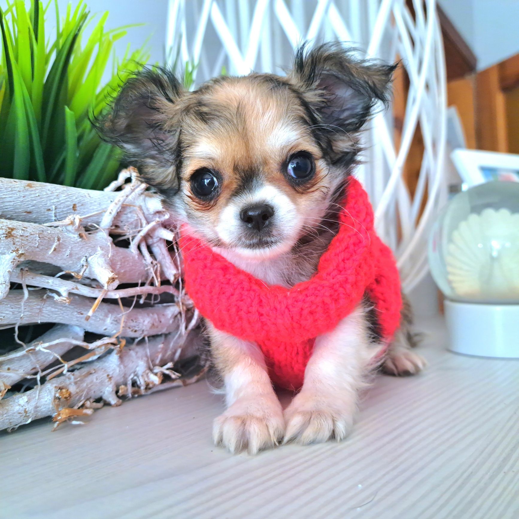 Malusi Franio szuka domku Chihuahua długowłosy