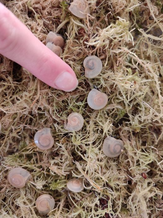 Улитки караколусы альбино шелл