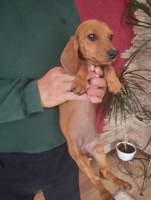 Продам цуценят Таксенят