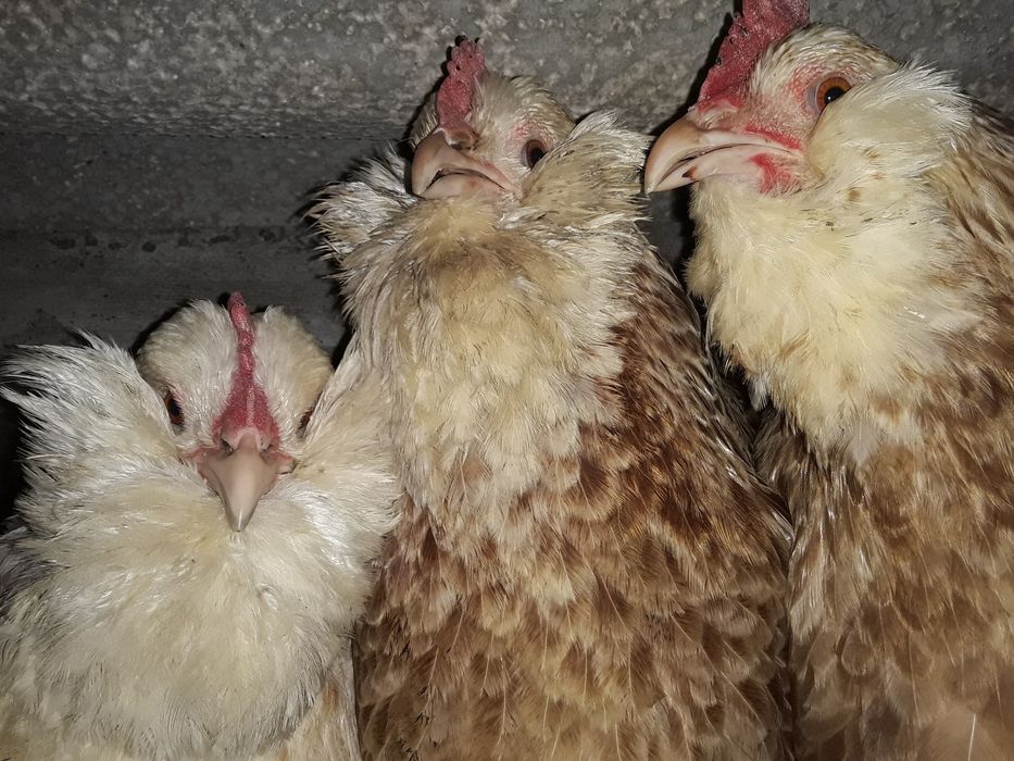 Фавероль лососевая(яйцо,ципленок(