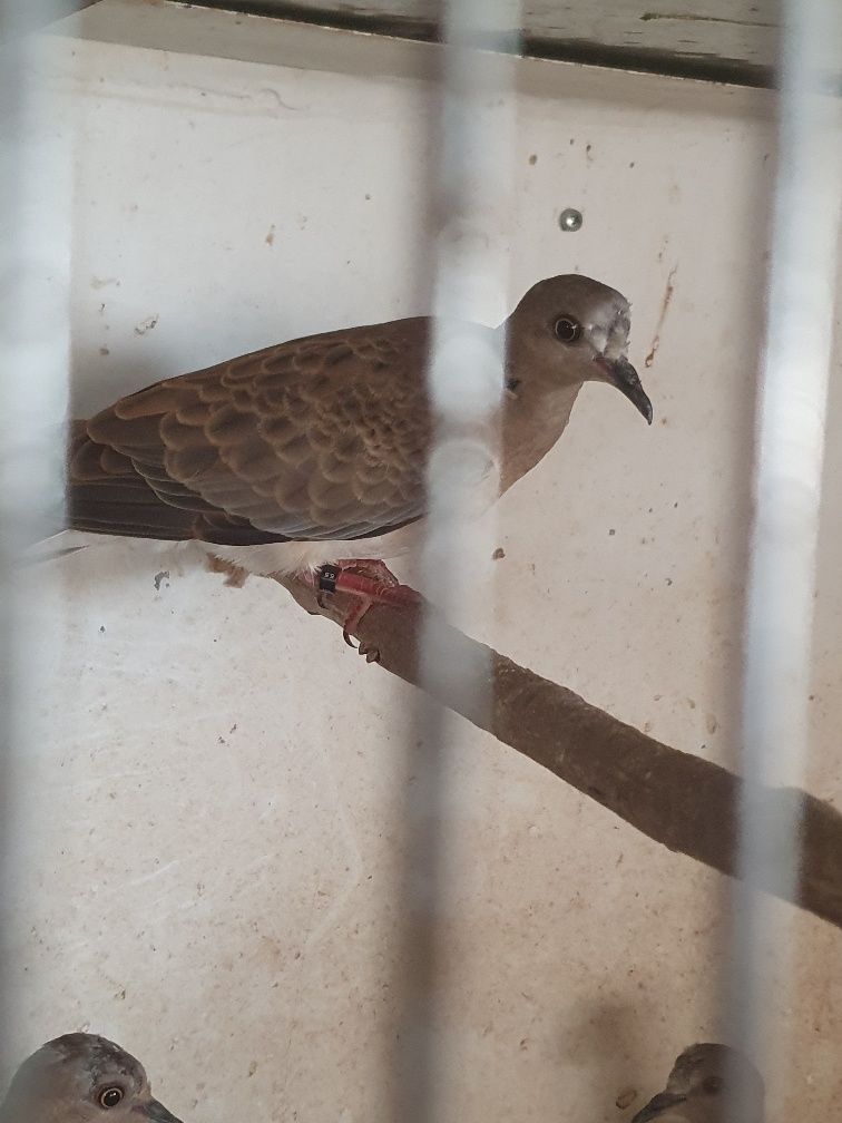 Casal de rolas Streptopelia turtur , preço casal