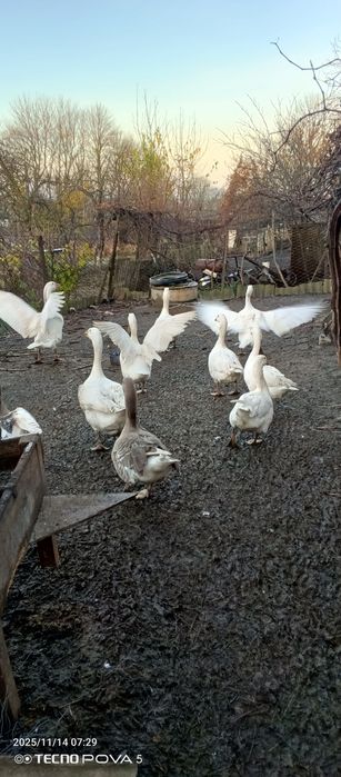 Гуси мамуты колмогоры