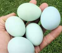 Ovos azuis de cream legbar