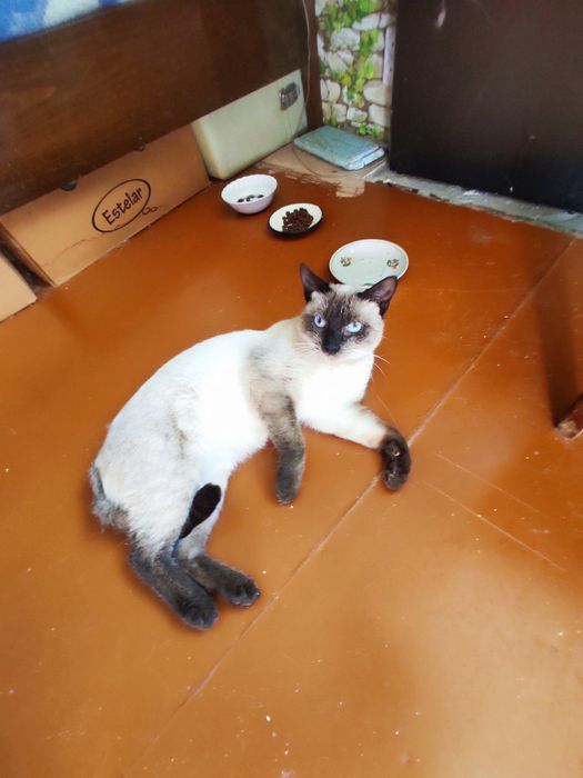 Котик бесплатно.
