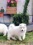 Samoyedy,/ Suczka