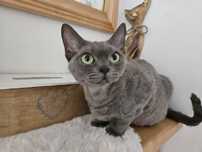 Zapowiedz miotu devon rex