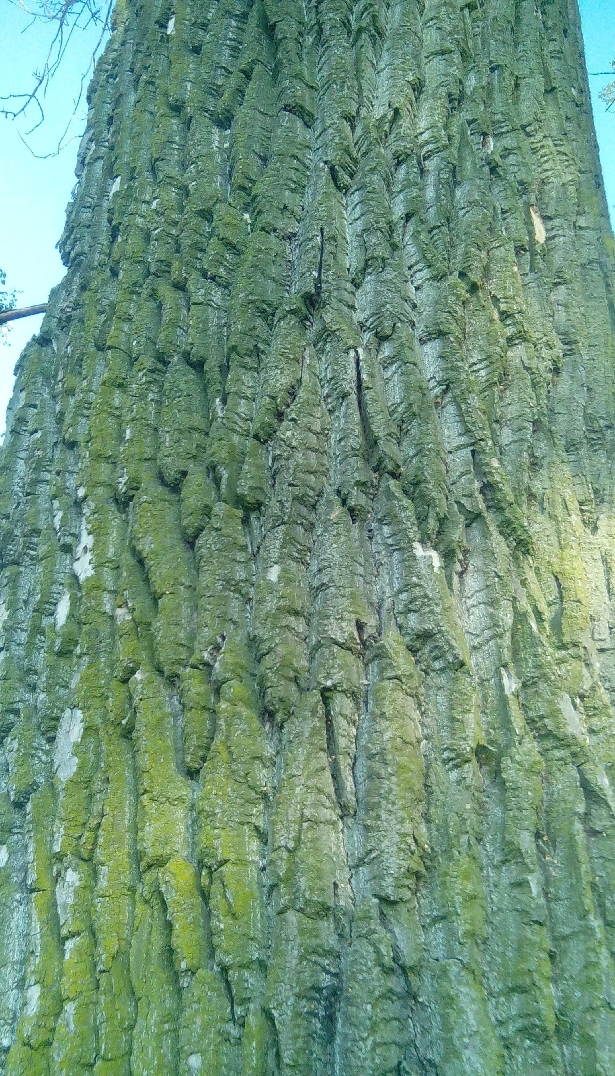 ogromna topola tartaczna -gigant