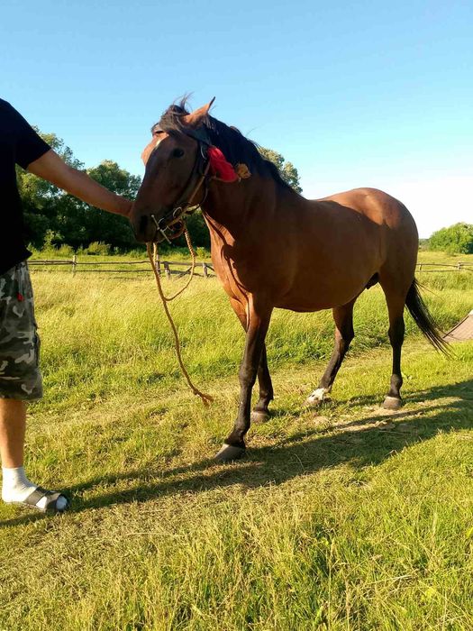 Продається кобила!