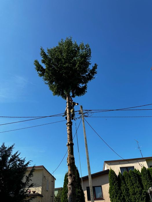 Wycinka drzew metoda alpinistyczna / tradycyjna