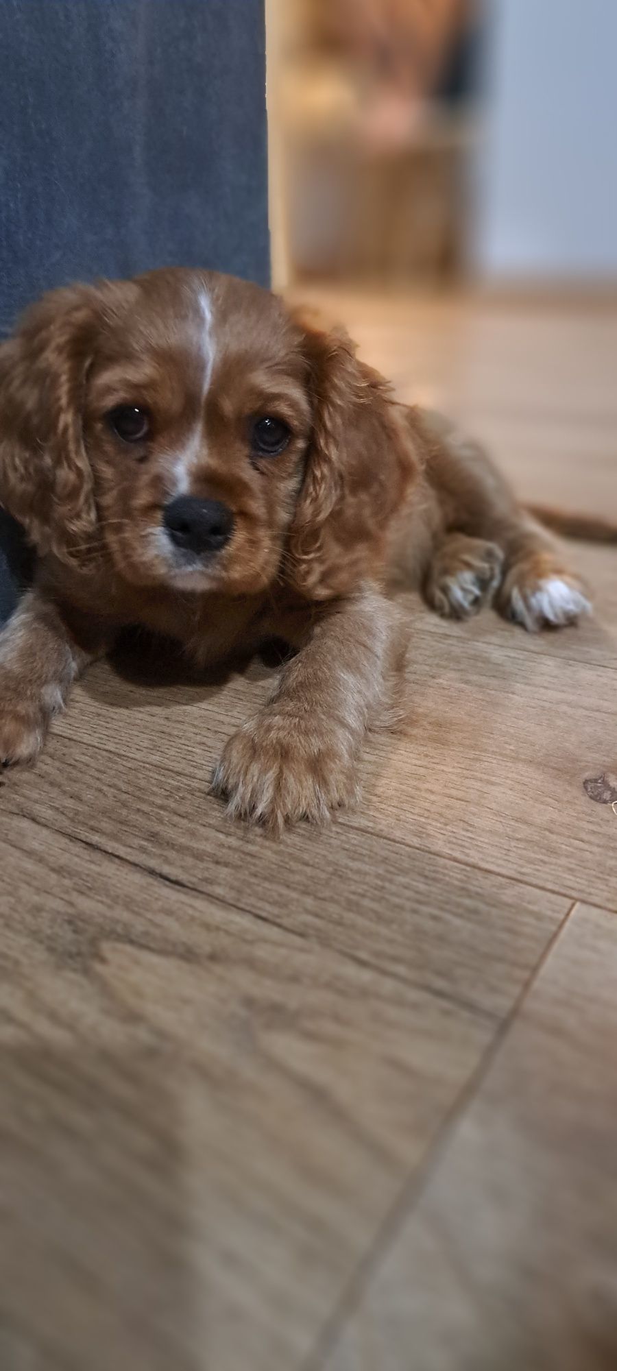 Cavalier king Charles Spaniel