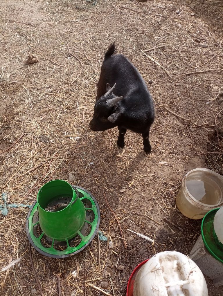 Cabrito anão 4 meses