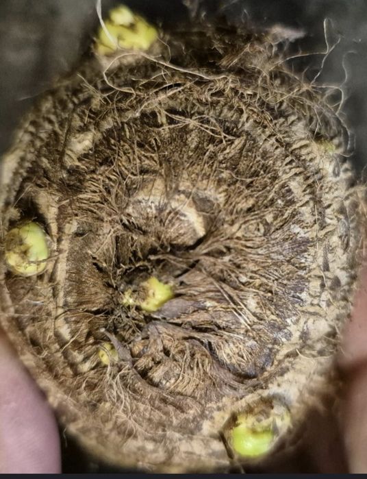 Colocasia esculenta -Kolokazja jadalna. Bulwa
Sadzimy